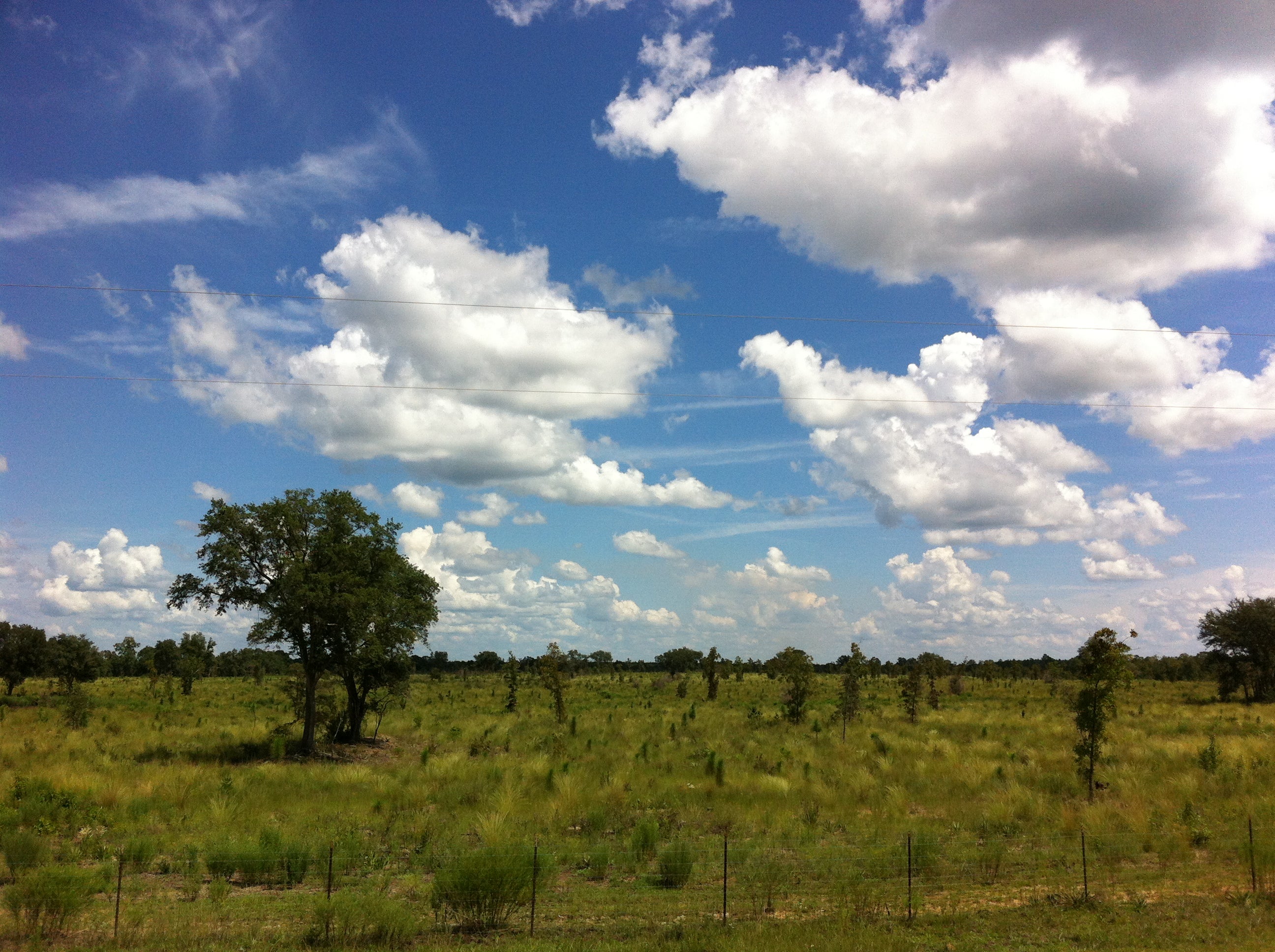 Restoring the Sweetwater Creek Tract Florida State Parks